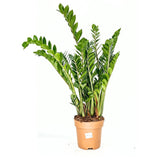 Szerencsenövény (Zamioculcas zamiifolia) – fénytűrő, elegáns szobanövény 110 cm