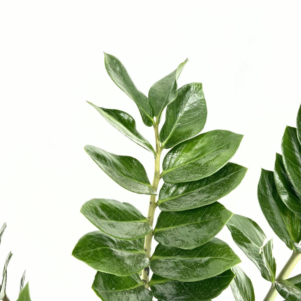 Szerencsenövény (Zamioculcas zamiifolia) – fénytűrő, elegáns szobanövény 110 cm