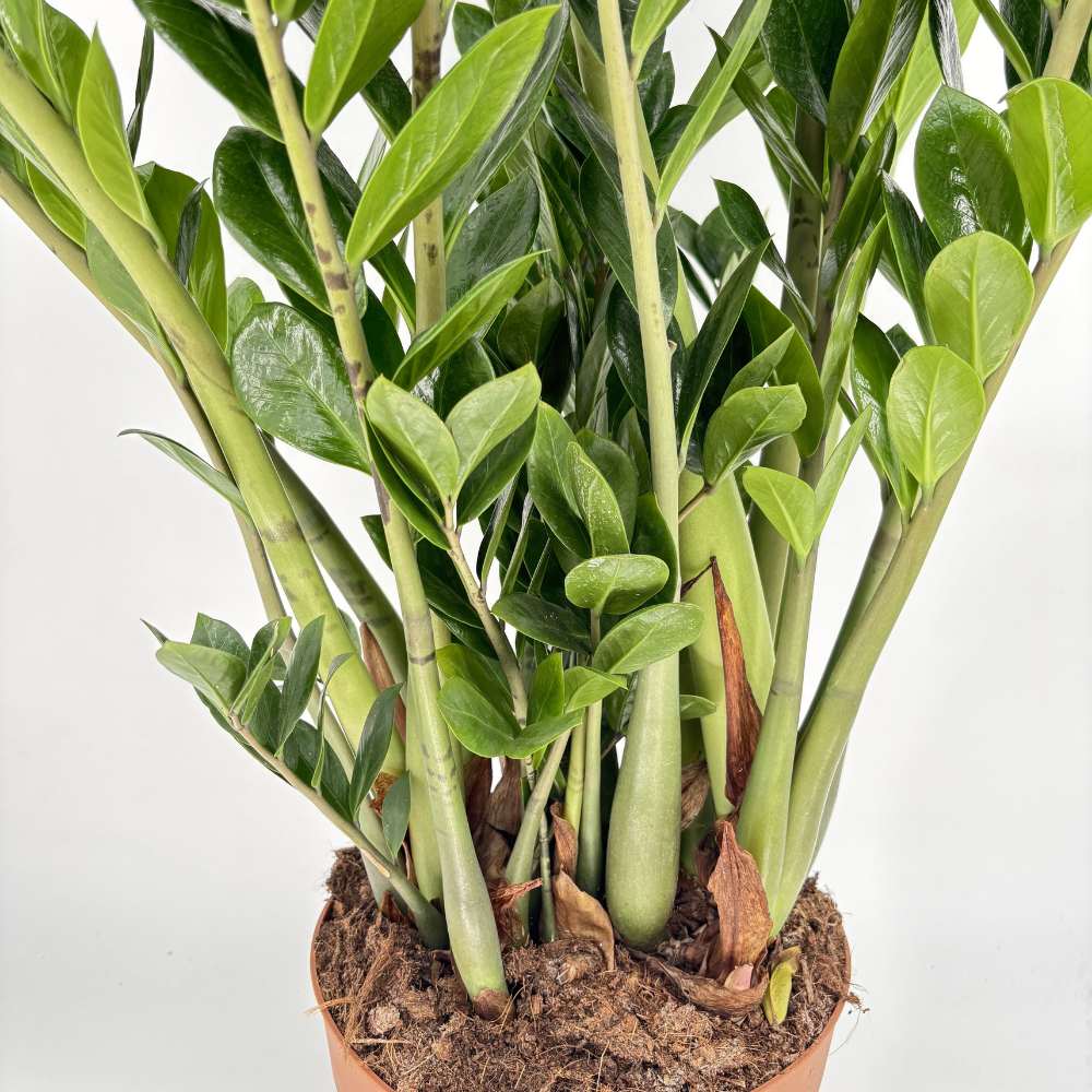 Szerencsenövény (Zamioculcas zamiifolia) – fénytűrő, elegáns szobanövény 110 cm
