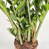 Szerencsenövény (Zamioculcas zamiifolia) – fénytűrő, elegáns szobanövény 110 cm