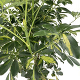 Schefflera 'Gold Capella' – látványos szobanövény aranypettyes levelekkel, 170 cm