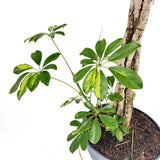 Schefflera 'Gold Capella' – látványos szobanövény aranypettyes levelekkel, 170 cm
