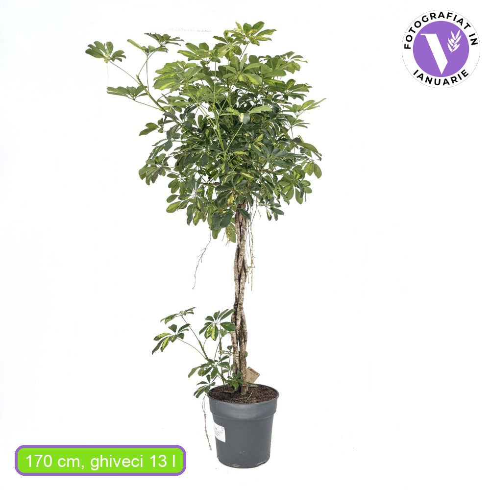Schefflera 'Gold Capella' – látványos szobanövény aranypettyes levelekkel, 170 cm