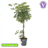 Schefflera 'Gold Capella' – látványos szobanövény aranypettyes levelekkel, 170 cm