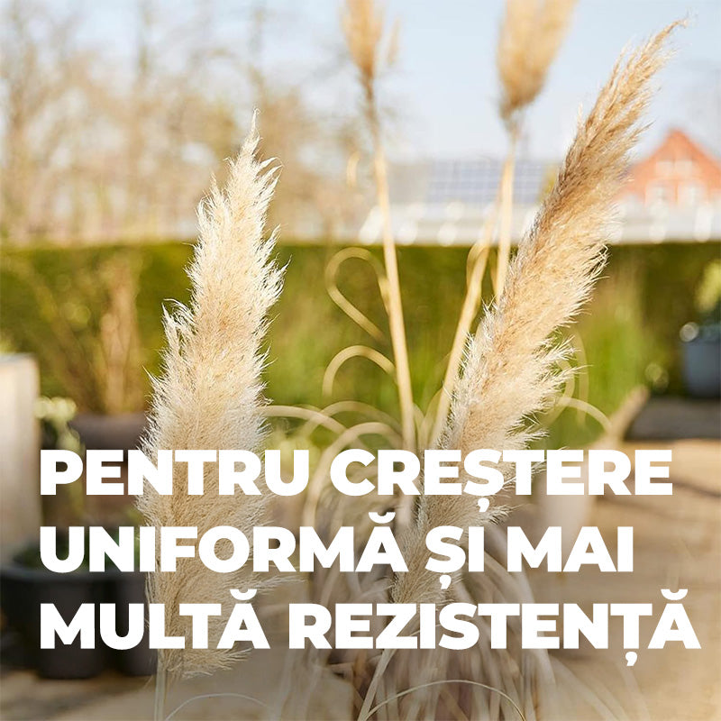Ingrasamant pentru Bambus si Ierburi Ornamentale, 850 g, 22 m², Formula Ecologica, Efect de Lunga Durata 5 Luni, COMPO