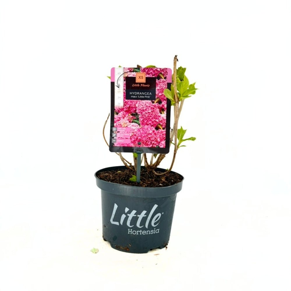 Törpe kerti hortenzia Little XS (Hydrangea), díszcserje kompakt, rózsaszín virágokkal, kerti dísznövény