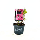 Törpe kerti hortenzia Little XS (Hydrangea), díszcserje kompakt, rózsaszín virágokkal, kerti dísznövény