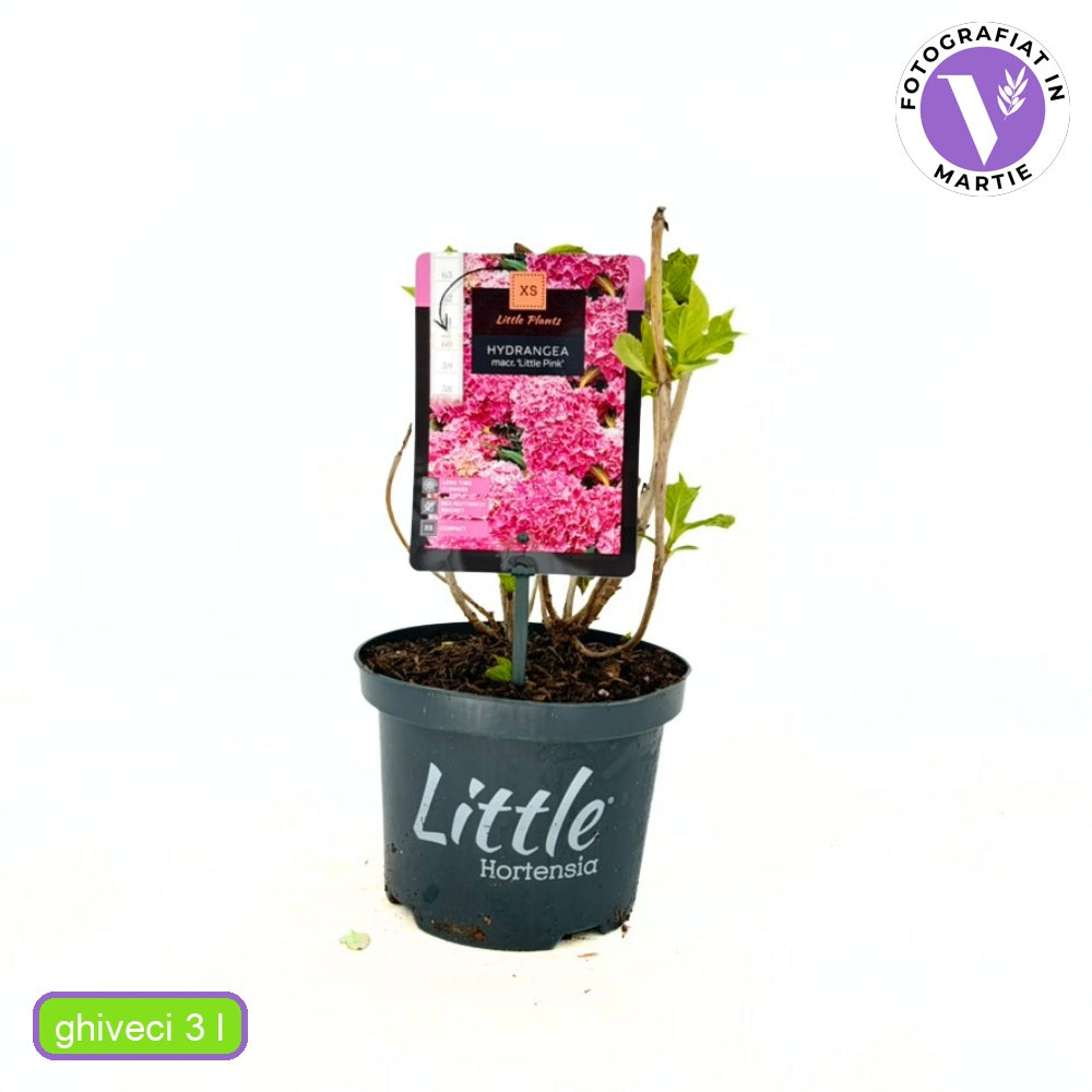 Törpe kerti hortenzia Little XS (Hydrangea), díszcserje kompakt, rózsaszín virágokkal, kerti dísznövény