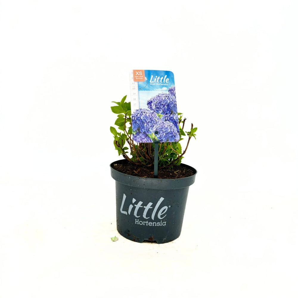 Törpe kerti hortenzia Little Blue XS, kompakt kék virágokkal, dekoratív kerti bokor