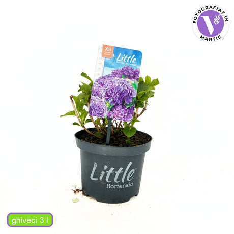 Törpe kerti hortenzia Little Purple XS, kompakt lila virágokkal, dekoratív kerti bokor