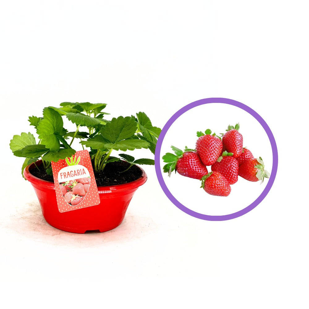 Korai, bőtermő Beltran eper (Fragaria × ananassa) – nagy, aromás terméssel, kerti termesztésre, 3 évesen termőre forduló