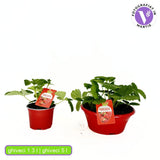 Korai, bőtermő Beltran eper (Fragaria × ananassa) – nagy, aromás terméssel, kerti termesztésre, 3 évesen termőre forduló