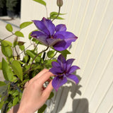 Iszalag (Clematis) Multi Blue, kapaszkodó növény nagy, telt, kék virágokkal, gazdag virágzás tavasszal–nyáron