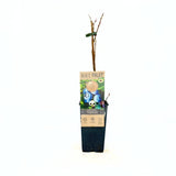 Áfonya Brigitta Blue (Vaccinium corymbosum) – kemény húsú, édes-savanykás termésekkel, 1 évesen termőre forduló