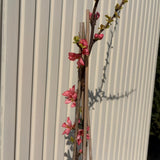 Japánbirs Pink Lady (Chaenomeles) – díszcserje sötétrózsaszín, telt virágokkal, ehető terméssel