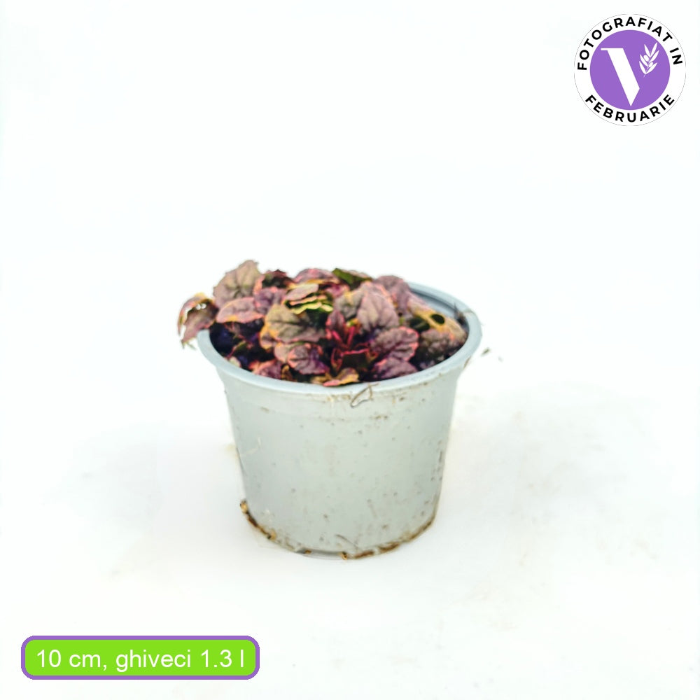 Tarkítófű 'Burgundy Glow' (Ajuga reptans) – háromszínű örökzöld talajtakaró kék virágokkal