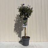 Kaliforniai orgona fácskára oltva Repens (Ceanothus thyrsiflorus), kék virágokkal, örökzöld