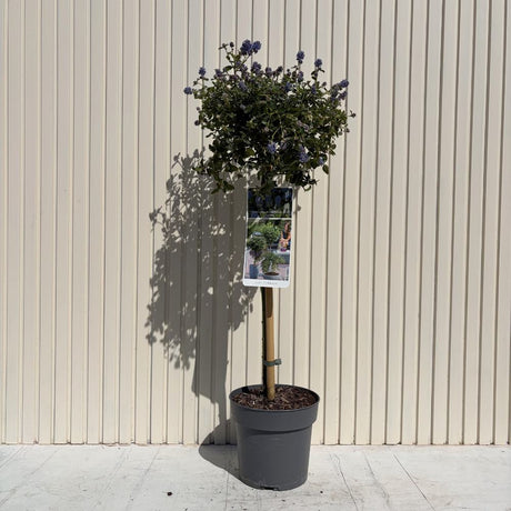 Kaliforniai orgona fácskára oltva Repens (Ceanothus thyrsiflorus), kék virágokkal, örökzöld