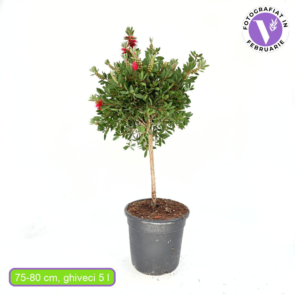 Piros palackkefe (Callistemon citrinus) Splendens – citromillatú piros virágokkal, cserépbe, dekoratív, szárazságtűrő