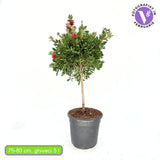 Piros palackkefe (Callistemon citrinus) Splendens – citromillatú piros virágokkal, cserépbe, dekoratív, szárazságtűrő