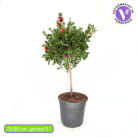Piros palackkefe (Callistemon citrinus) Splendens – citromillatú piros virágokkal, cserépbe, dekoratív, szárazságtűrő