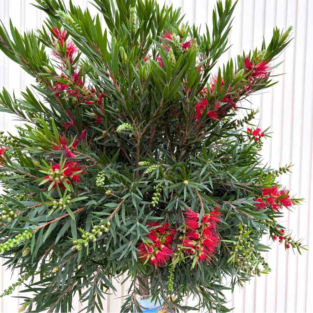 Piros palackkefe (Callistemon citrinus) Splendens – citromillatú piros virágokkal, cserépbe, dekoratív, szárazságtűrő