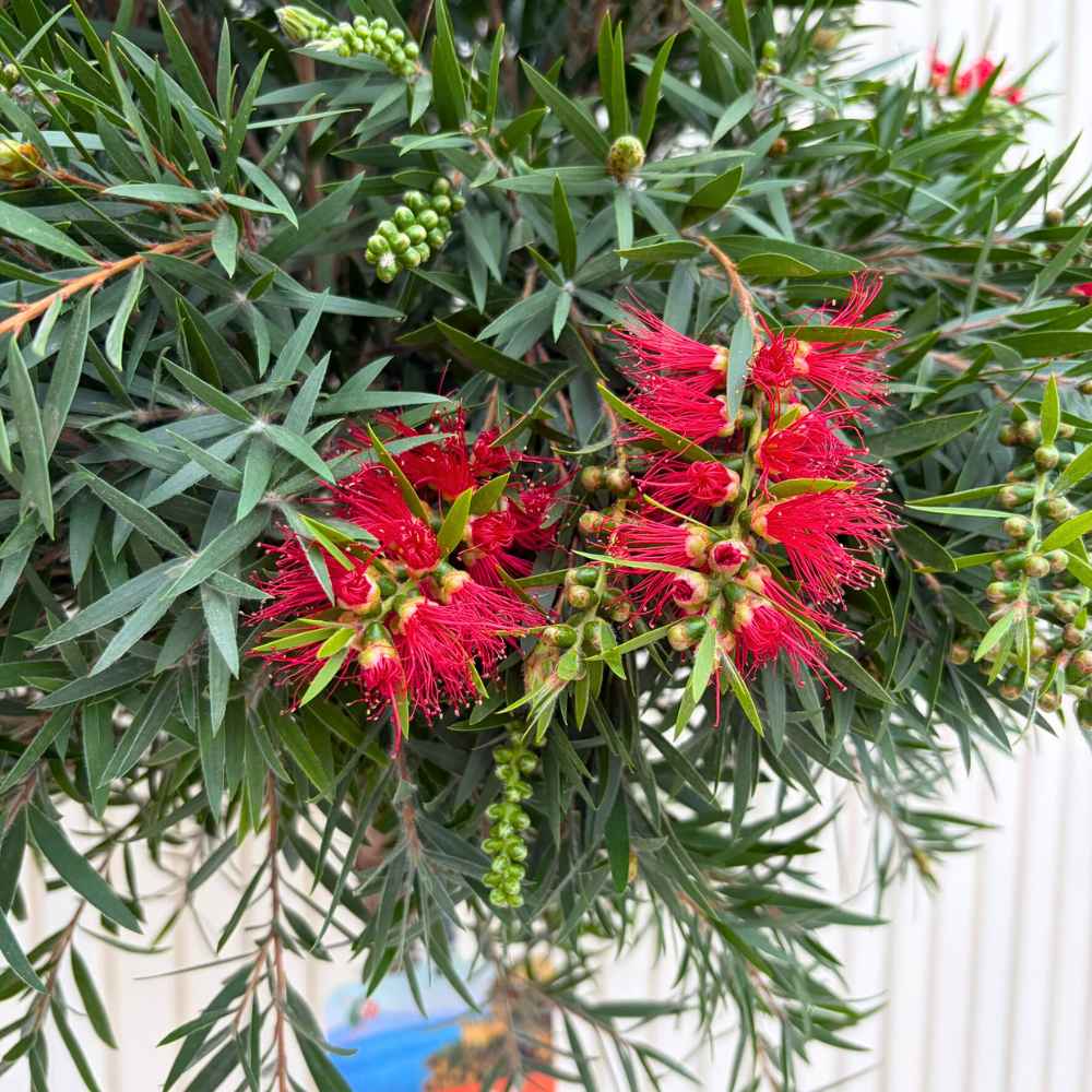 Piros palackkefe (Callistemon citrinus) Splendens – citromillatú piros virágokkal, cserépbe, dekoratív, szárazságtűrő