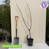 Törpe díszmandula Triloba (Prunus triloba), látványos, telt rózsaszín virágokkal, mérsékelt növekedésű