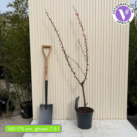 Törpe díszmandula Triloba (Prunus triloba), látványos, telt rózsaszín virágokkal, mérsékelt növekedésű