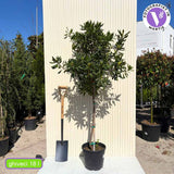 Japán pittosporum (Pittosporum tobira), erősen illatos fehér–sárgás virágokkal