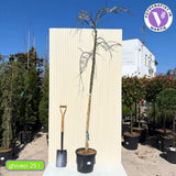 Csüngő japánakác (Sophora japonica) – dekoratív, csüngő koronájú fa, illatos, ellenálló virágokkal