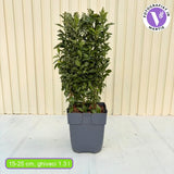 Japán kecskerágó ‘Green Spire’ (Euonymus) – oszlopos, örökzöld cserje elegáns sövényhez