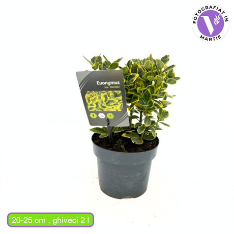Japán kecskerágó ‘Marieke’ (Euonymus) – sárgászöld levelű, örökzöld díszcserje sövényhez vagy cserépbe