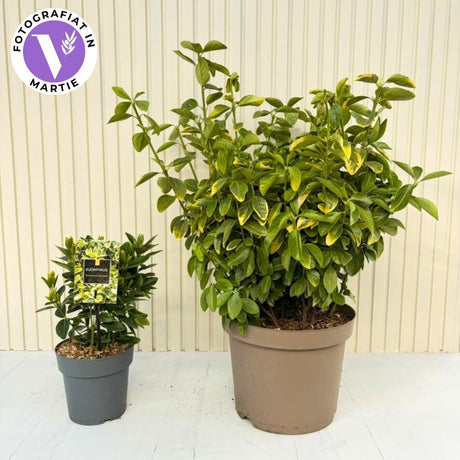 Japán kecskerágó Aureomarginatus (Euonymus), örökzöld díszcserje sárga szélű levelekkel, ideális sövénynek és szegélyekhez