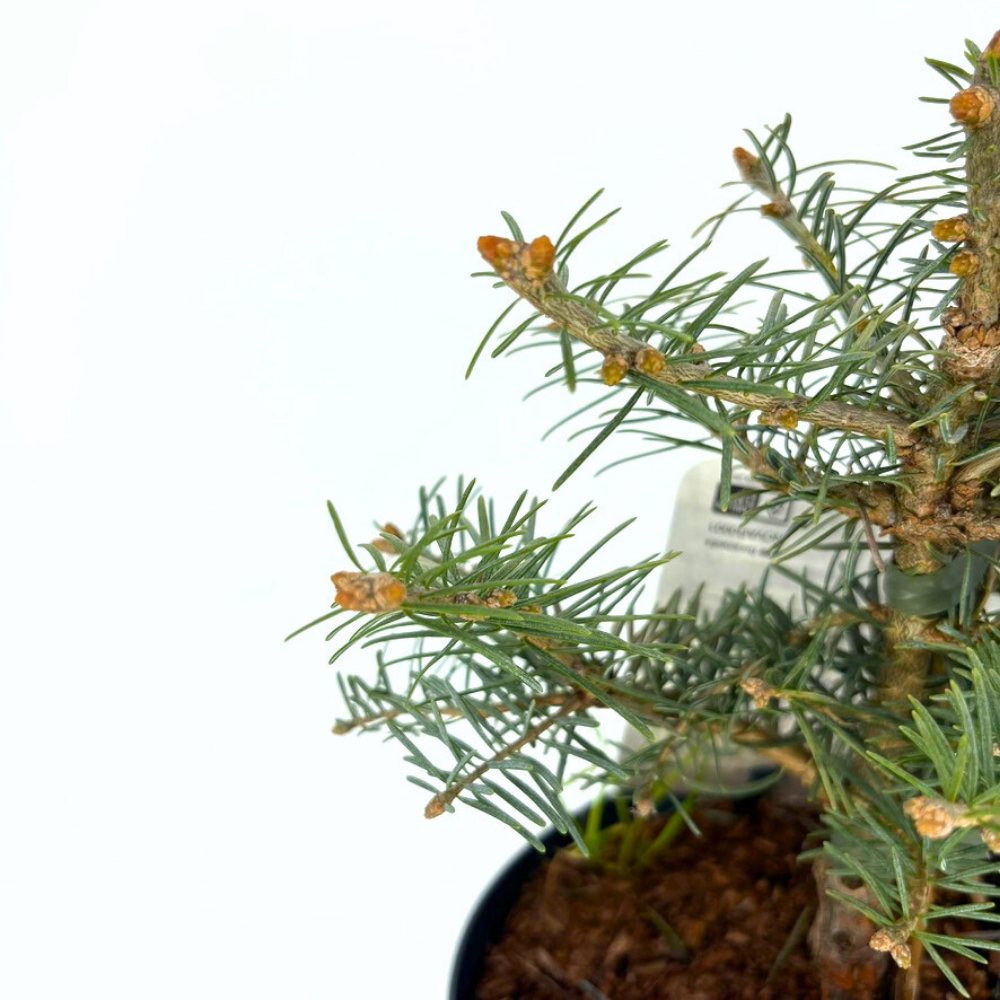 Brad Alb Pitic Archer's Dwarf (Abies Concolor), conifer decorativ cu ace verzi-albastrui, vesnic verde, Ideal pentru ghiveci si gradina mica