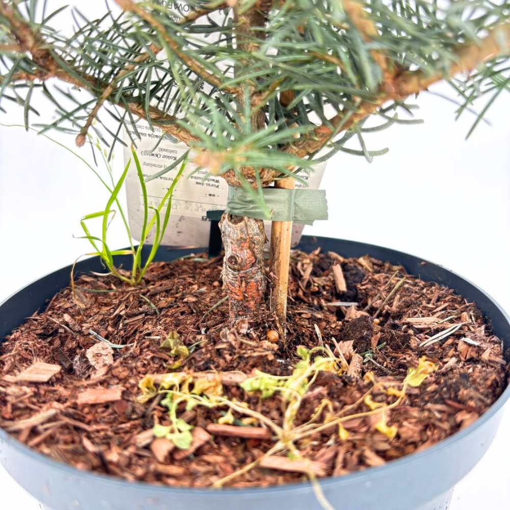 Brad Alb Pitic Archer's Dwarf (Abies Concolor), conifer decorativ cu ace verzi-albastrui, vesnic verde, Ideal pentru ghiveci si gradina mica