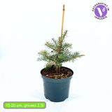 Brad Alb Pitic Archer's Dwarf (Abies Concolor), conifer decorativ cu ace verzi-albastrui, vesnic verde, Ideal pentru ghiveci si gradina mica