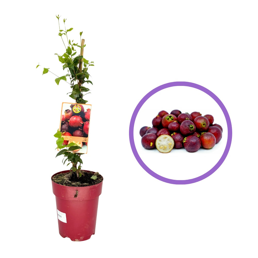 Eperguava (Psidium cattleianum) – egzotikus gyümölcstermő cserje édes-savanykás, epres-guavás aromájú piros gyümölcsökkel