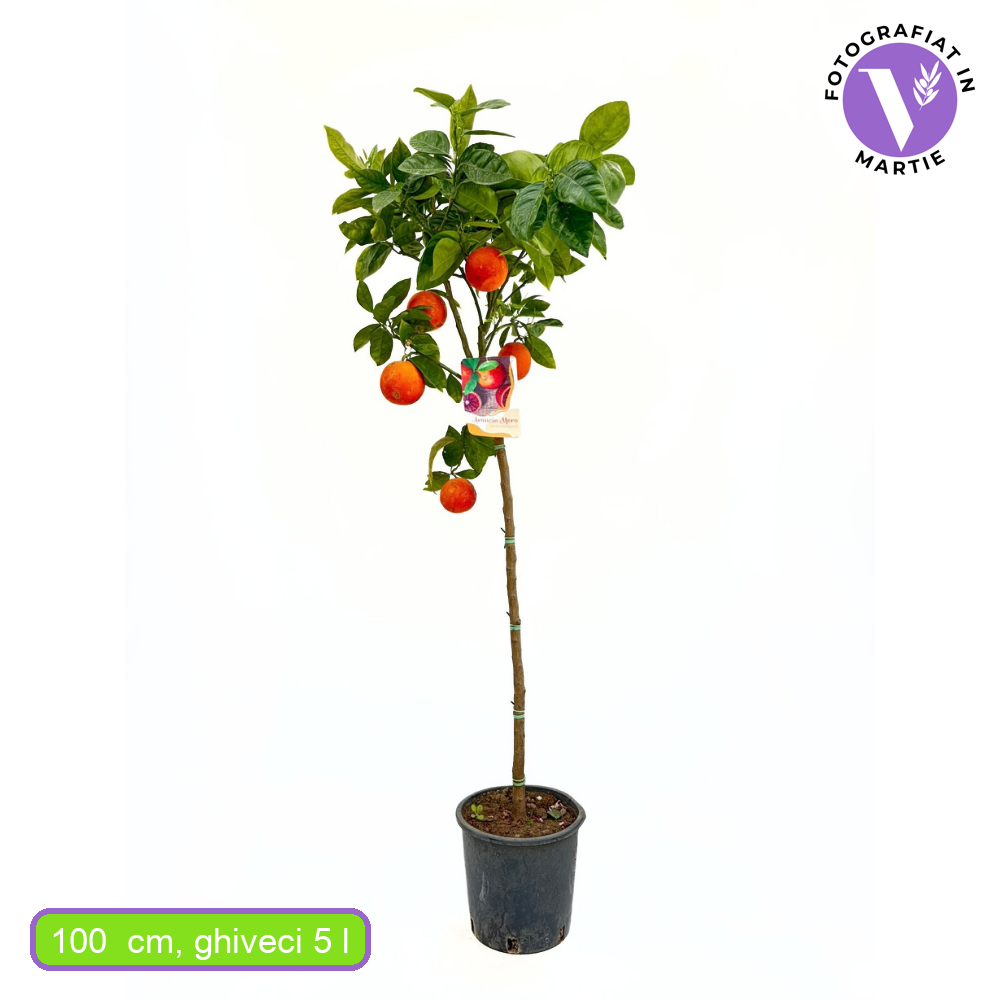 Narancsfa 'Moro' (Citrus sinensis) – édes-aromás vérnarancs, 2 éves, termő