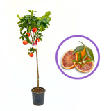 Narancsfa 'Moro' (Citrus sinensis) – édes-aromás vérnarancs, 2 éves, termő