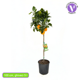 Narancsfa 'Valencia' (Citrus sinensis) – illatos, lédús gyümölcsű örökzöld citrusfa