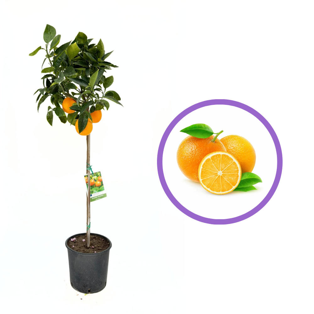 Narancsfa 'Valencia' (Citrus sinensis) – illatos, lédús gyümölcsű örökzöld citrusfa