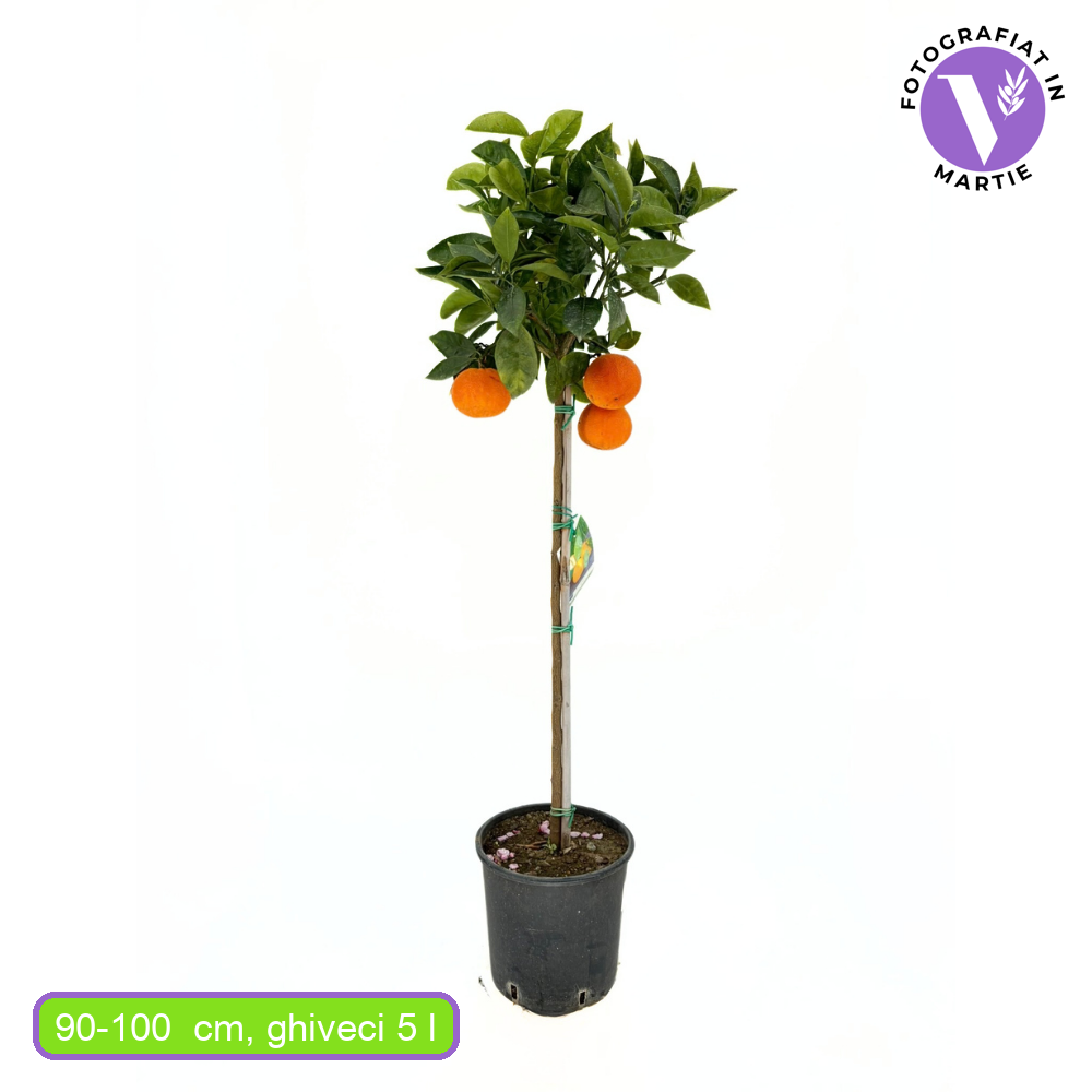 Vaniglia narancs (Citrus sinensis) – édes, aromás, rózsáspiros terméssel, 2 évesen termőre forduló