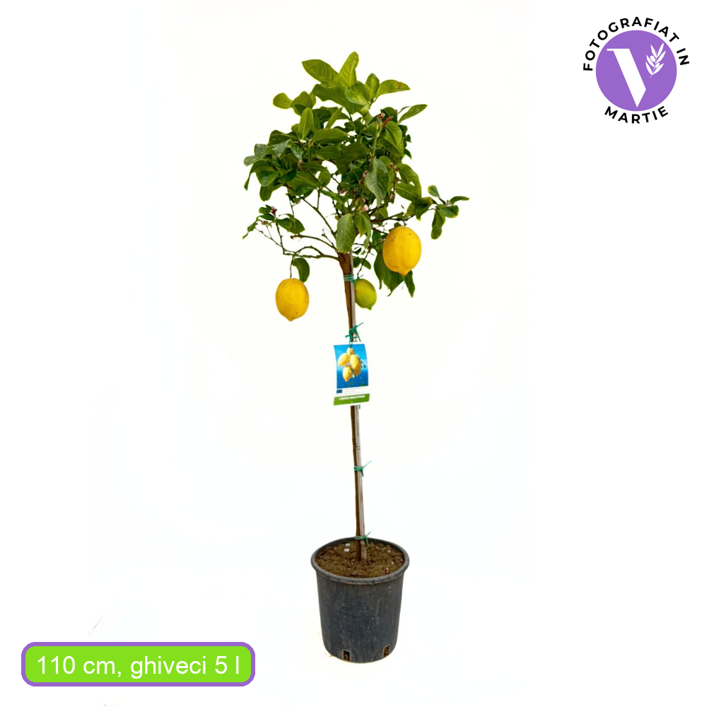 Citromfa 'Amalfitano' – hosszú, illatos gyümölcsű amalfi citrom, 110 cm