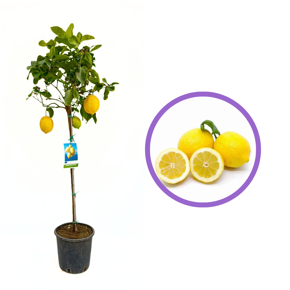 Citromfa 'Amalfitano' – hosszú, illatos gyümölcsű amalfi citrom, 110 cm