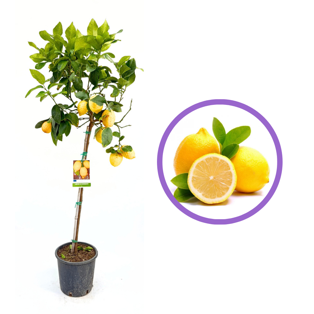 Citromfa 'Di Sorrento' – nagy, illatos gyümölcsökkel, 110 cm, 2 éves, termő
