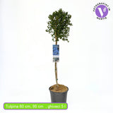 Kaliforniai orgona fa Victoria (Ceanothus), fácska jellegű, látványos kék virágokkal, örökzöld, ellenálló és dekoratív