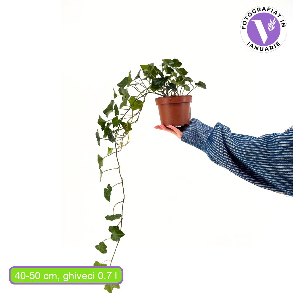 Skót borostyán (Hedera hibernica), örökzöld kúszónövény, gyors növekedés, nagyon ellenálló, sövénynek vagy belátás elleni takarásnak
