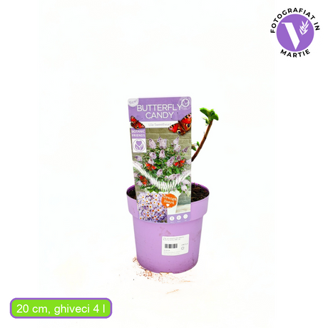 Törpe nyári orgona Butterfly Candy Little Lila – világoslila