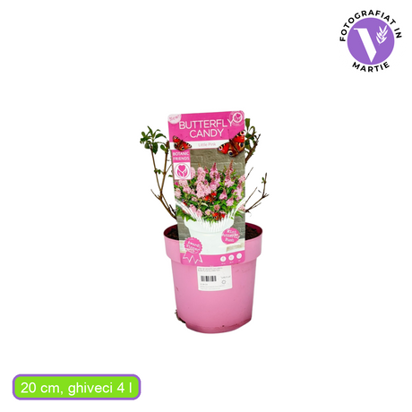 Nyáriorgona 'Butterfly Candy Little Pink' – kompakt, illatos, pillangócsalogató cserje